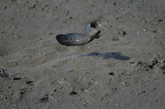  ジャンプ一番　むっごろう　１