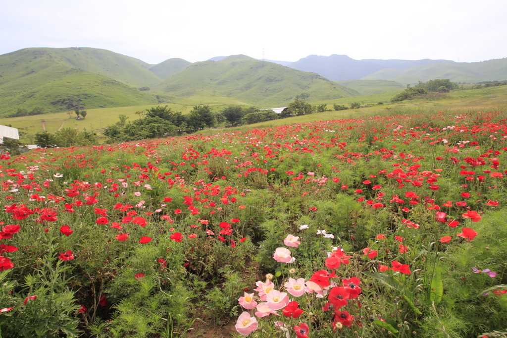 _MG_0010 ﾎﾟﾋﾟｰ