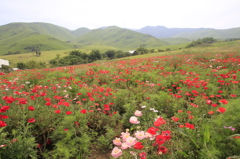 _MG_0010 ﾎﾟﾋﾟｰ