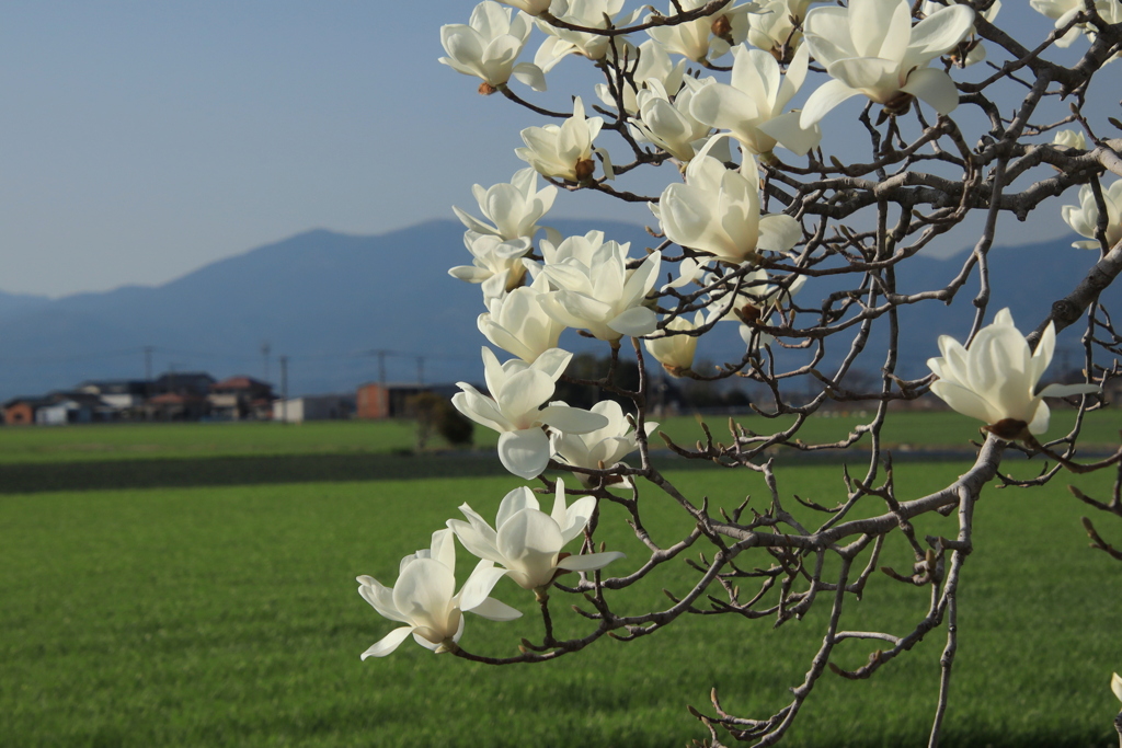  開花