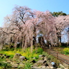 見延の枝垂れ桜　