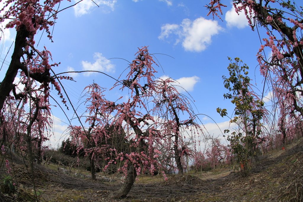 　園芸業さんのしだれ梅