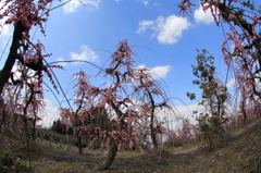 　園芸業さんのしだれ梅