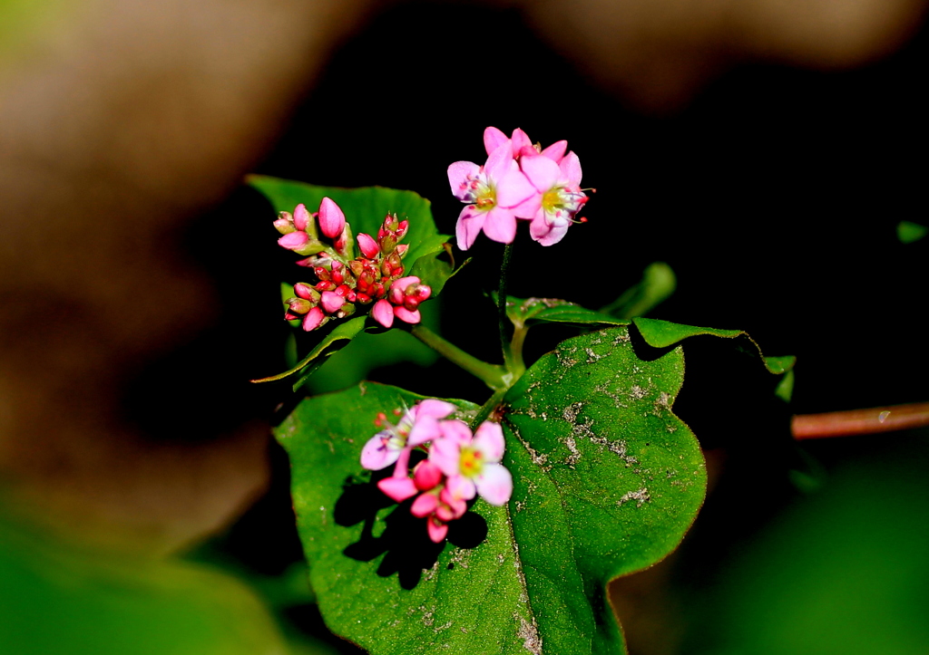 赤蕎麦の花