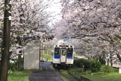 　桜の駅　３