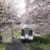 　桜の駅　３