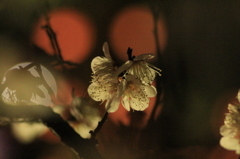 　梅花　２