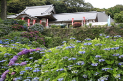 あじさい寺（杉岳山不動尊大聖寺）