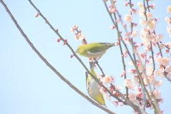 　仲のいいウメジロウ