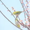 　仲のいいウメジロウ
