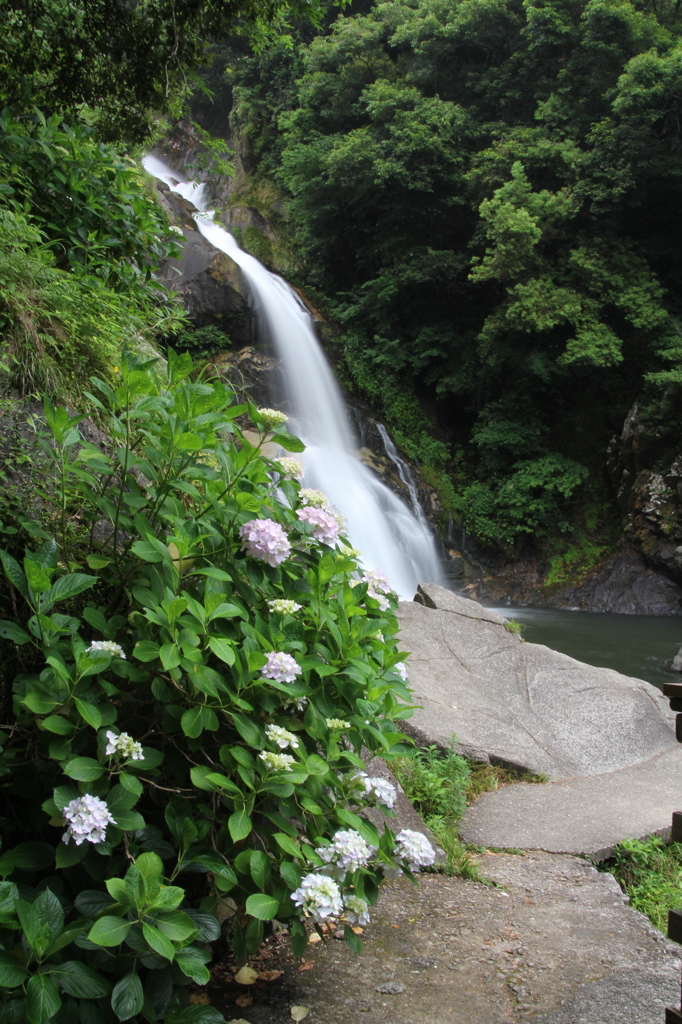 IMG_0176　 初夏　１