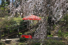 　枝垂れ桜　２