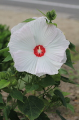 白い花　１