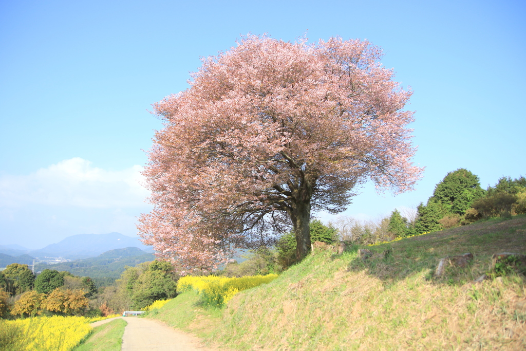 　馬場の山桜　１