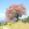 　馬場の山桜　１