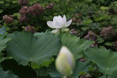  しろい蓮の花　１