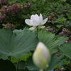  しろい蓮の花　１