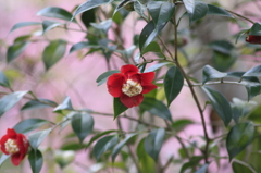 　ﾔﾌﾞﾂﾊﾞｷ