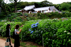 あじさい寺（大聖寺）