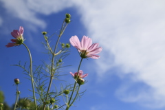 　秋桜　３