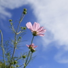 　秋桜　３