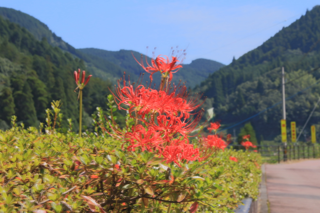 山里の彼岸花