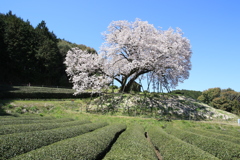 　納戸料の百年桜