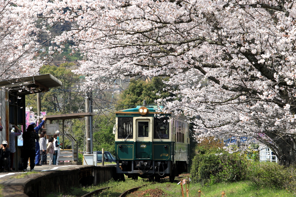 　さくらの駅　特別列車　４