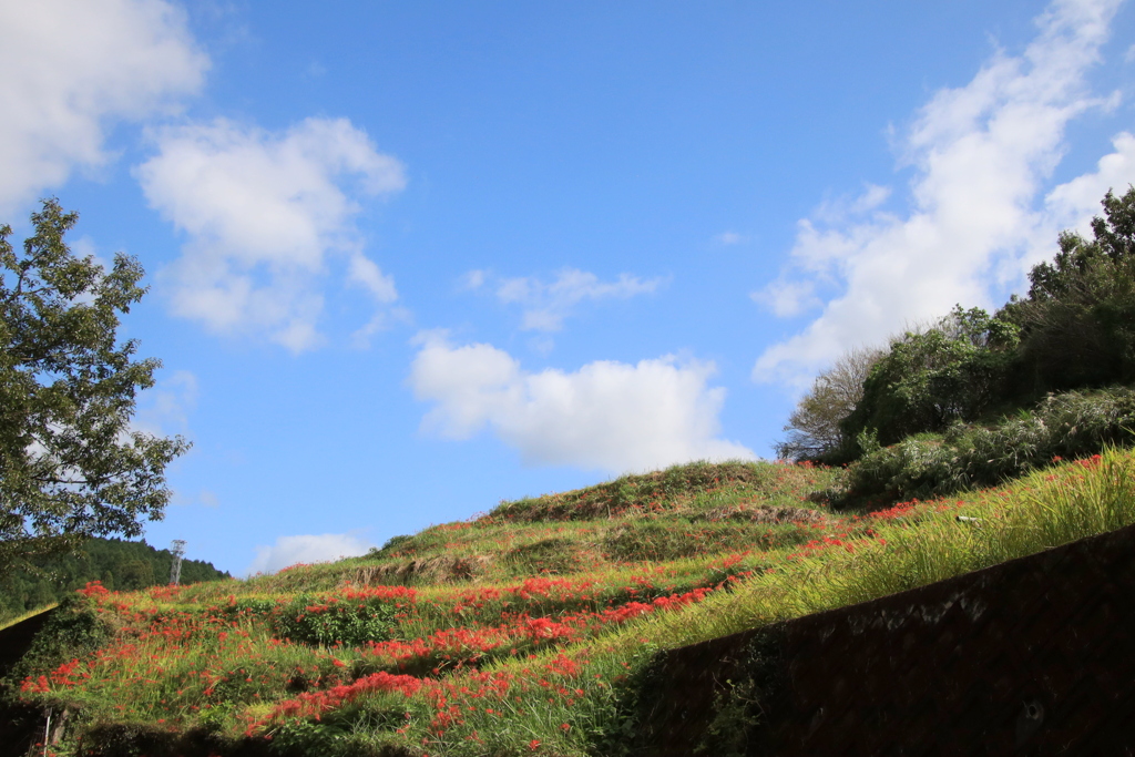 　青空棚田　ひがん花