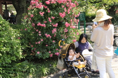 _MG_0203　ﾊｲﾎﾟｰｽﾞ