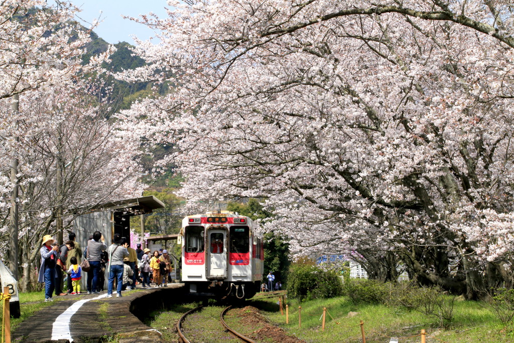 　さくらの駅　レッド　２