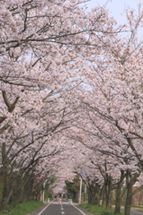 桜の下