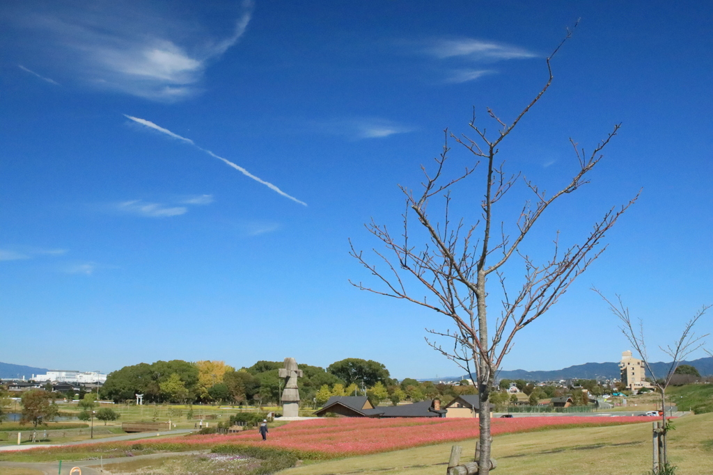 筑後広域公園　赤そば
