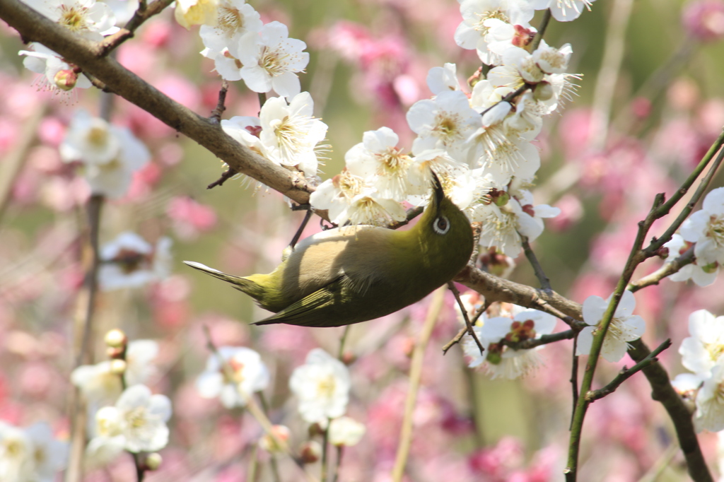 　みじろ　４