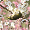 　みじろ　４
