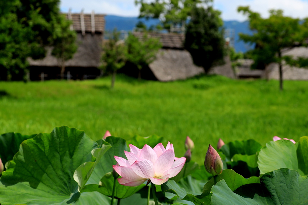  古代の村に咲く