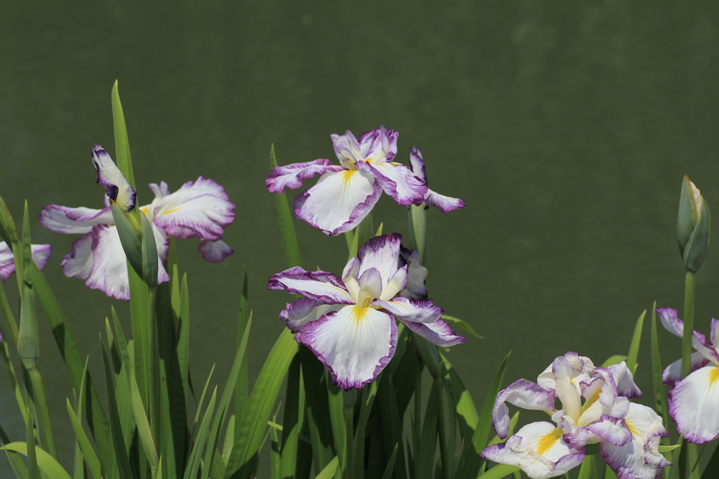 _MG_0060　菖蒲