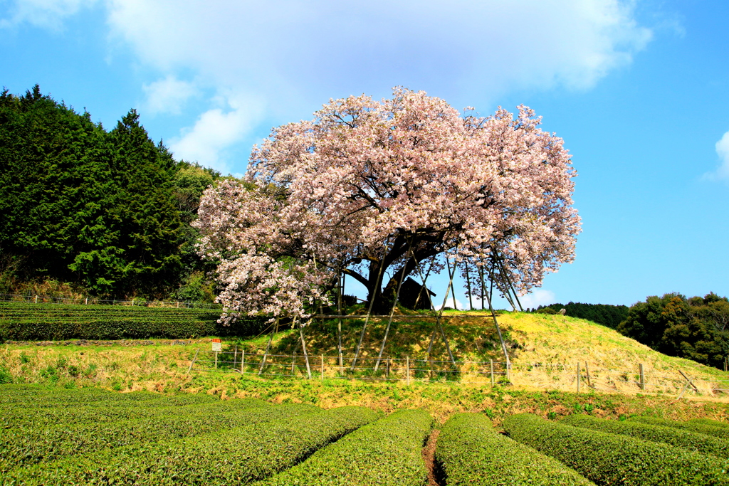 　納戸料の百年桜　２