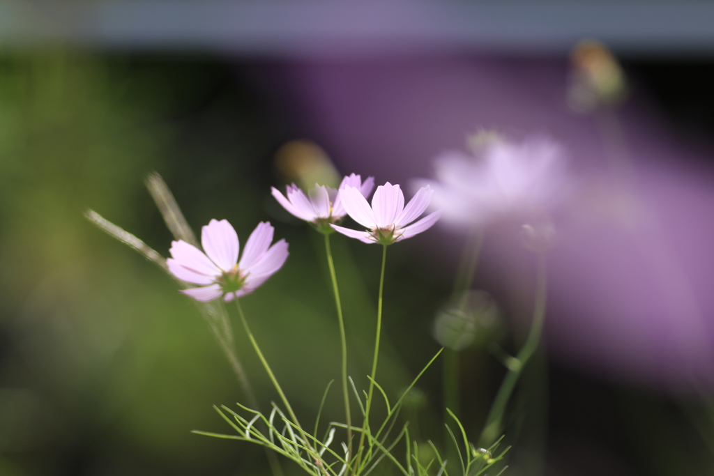 　秋桜　１