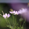 　秋桜　１