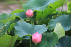 もうすぐ開花蓮の花　５