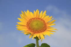  梅雨明けかな　ひまわりさん