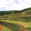 　秋の棚田