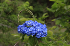 　紫陽花　３
