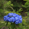 　紫陽花　３