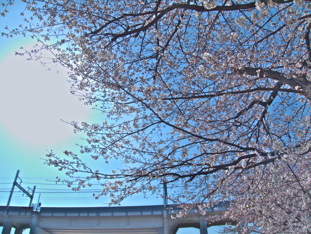 桜の参