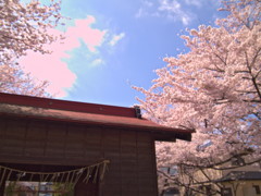 桜の壱