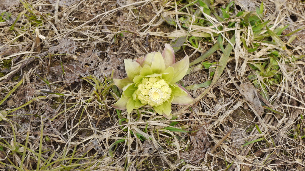 新種の植物をみつけた