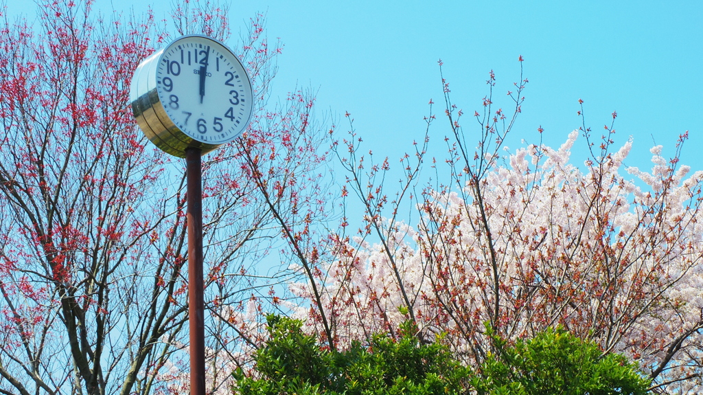 時計桜