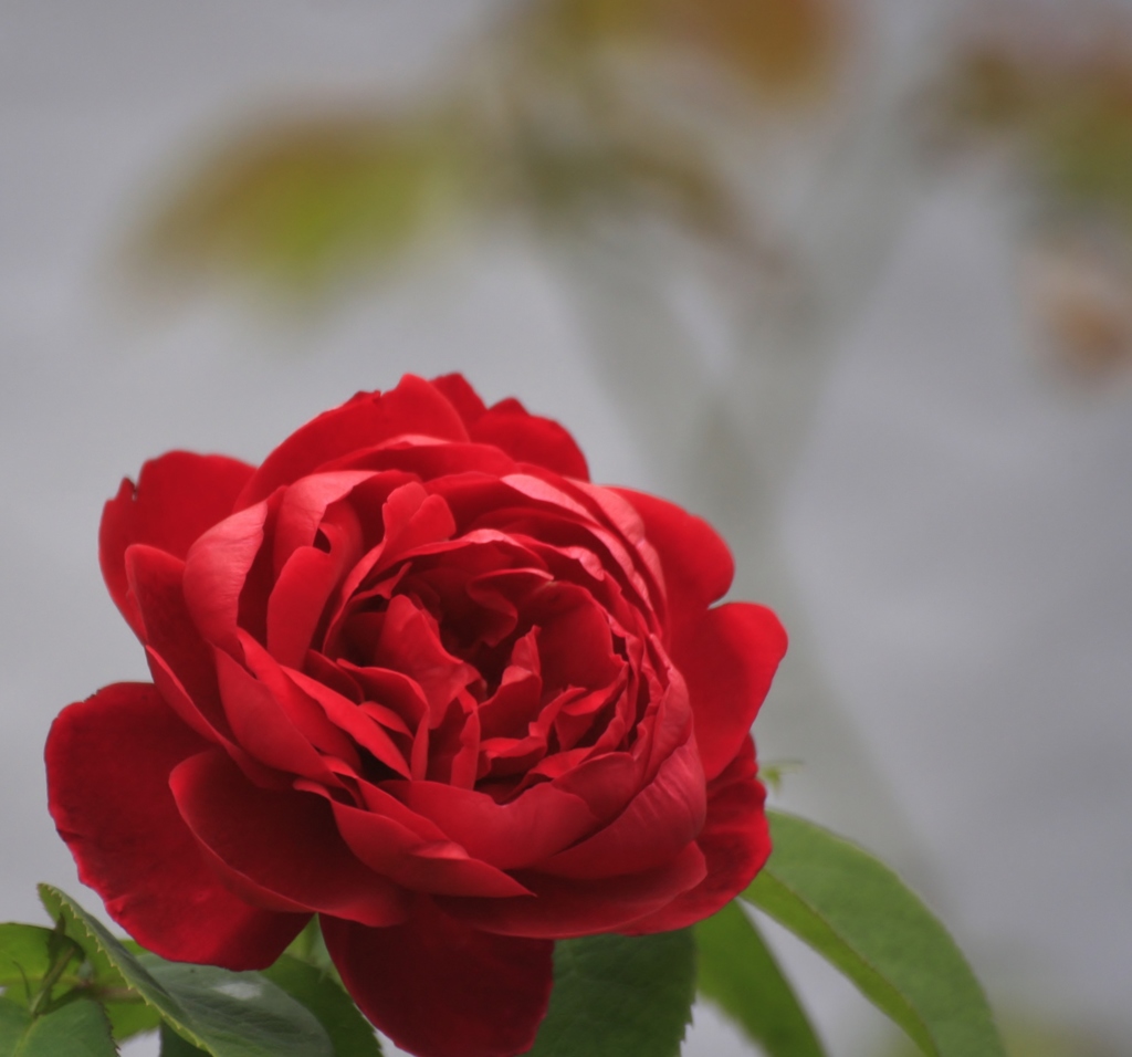 紅い薔薇♪